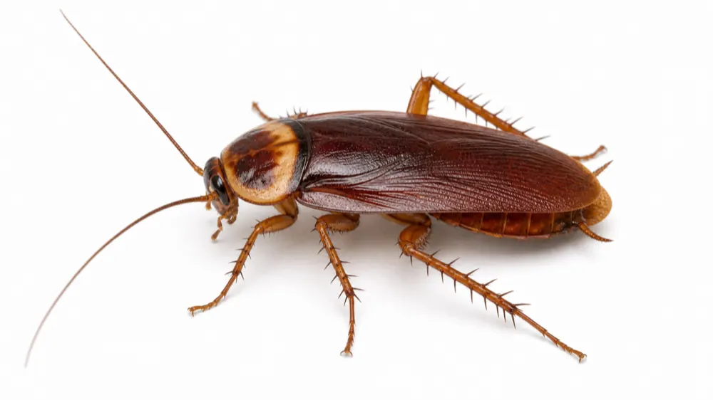 American Cockroach pest guide image