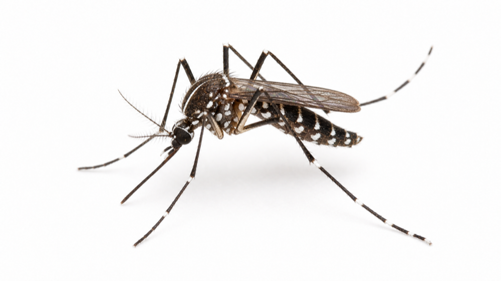 Asian Tiger Mosquito comparison pest image