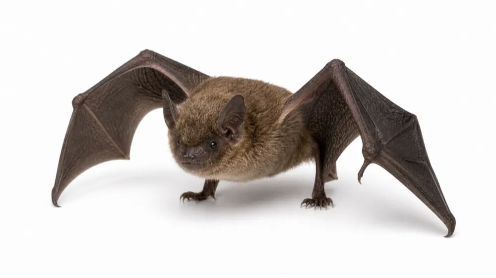 Bat pest guide image