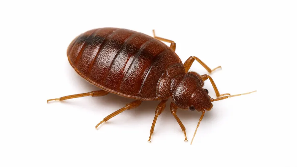 Bed Bug pest guide image