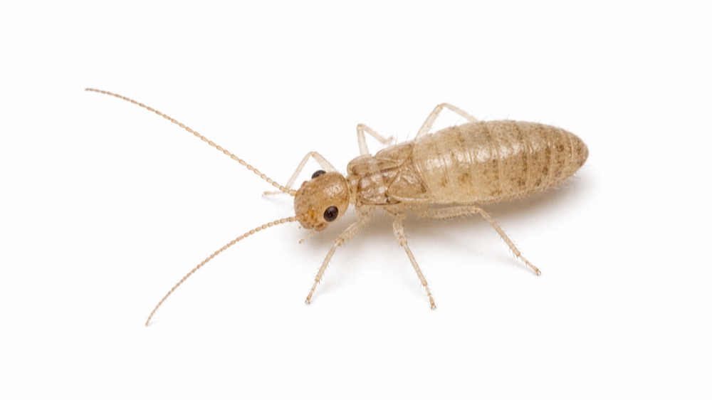 Booklouse / Psocid pest guide image