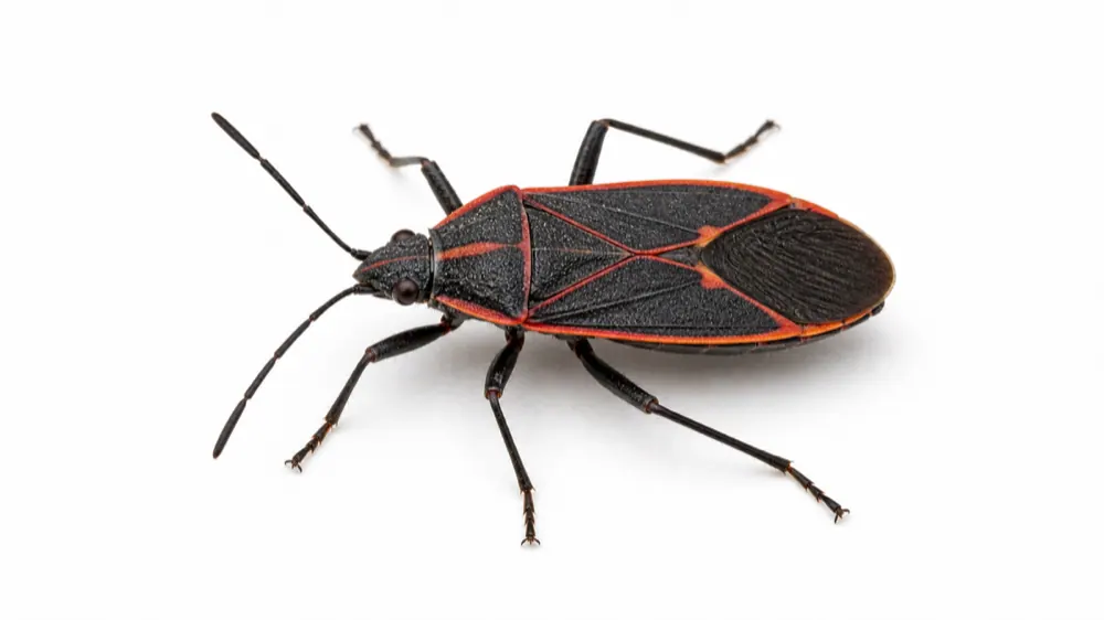 Boxelder Bug pest guide image