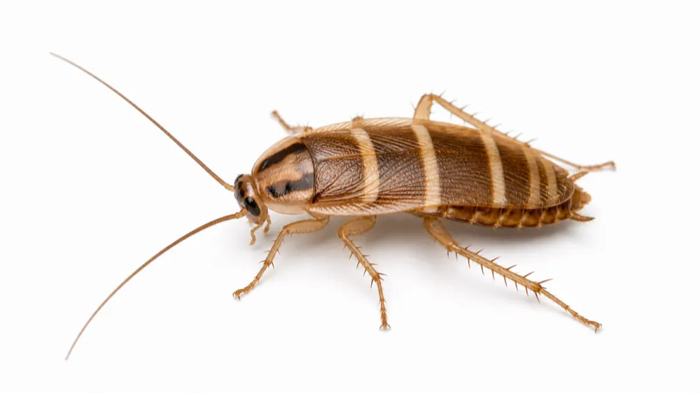 Brown-Banded Cockroach pest guide image