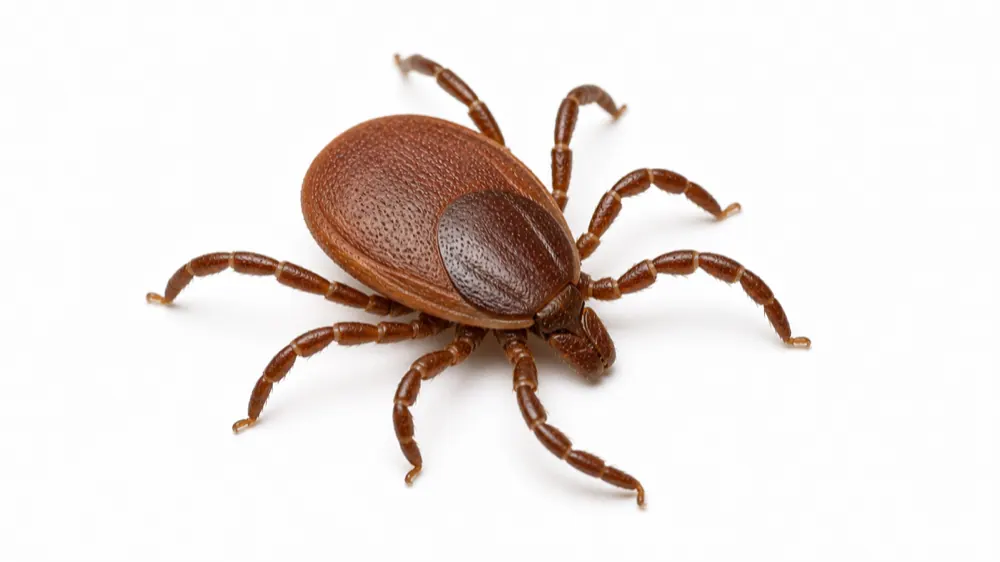 Brown Dog Tick macro pest image