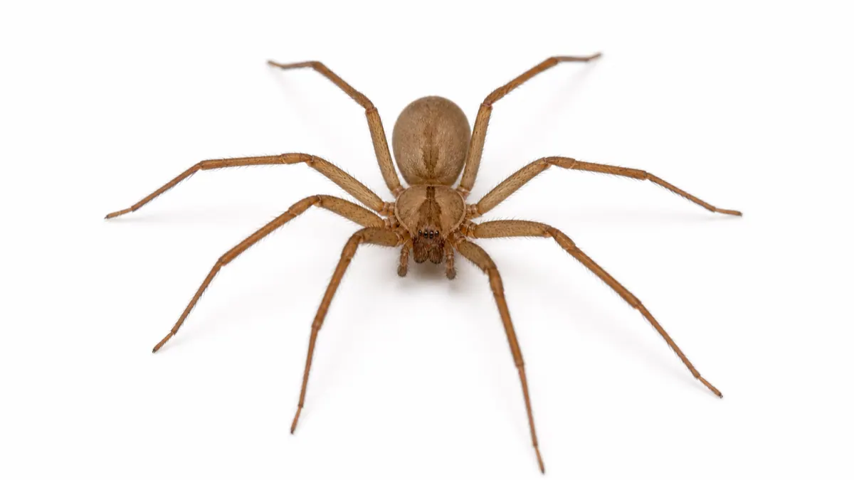 Brown Recluse pest guide image
