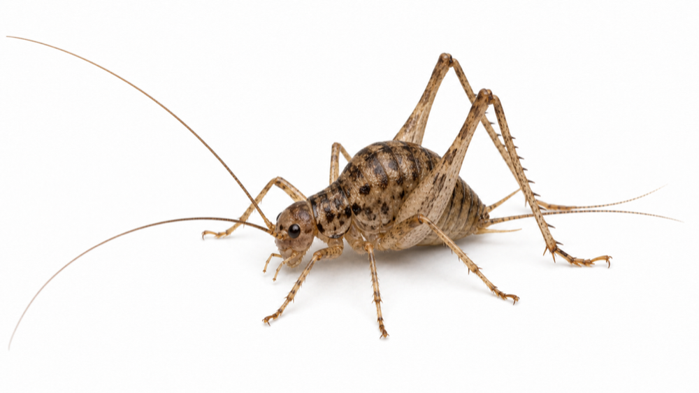 Camel Cricket pest identification image