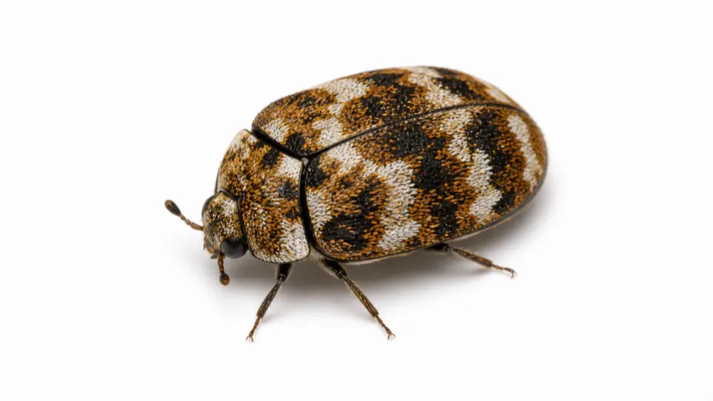 Carpet Beetle pest guide image
