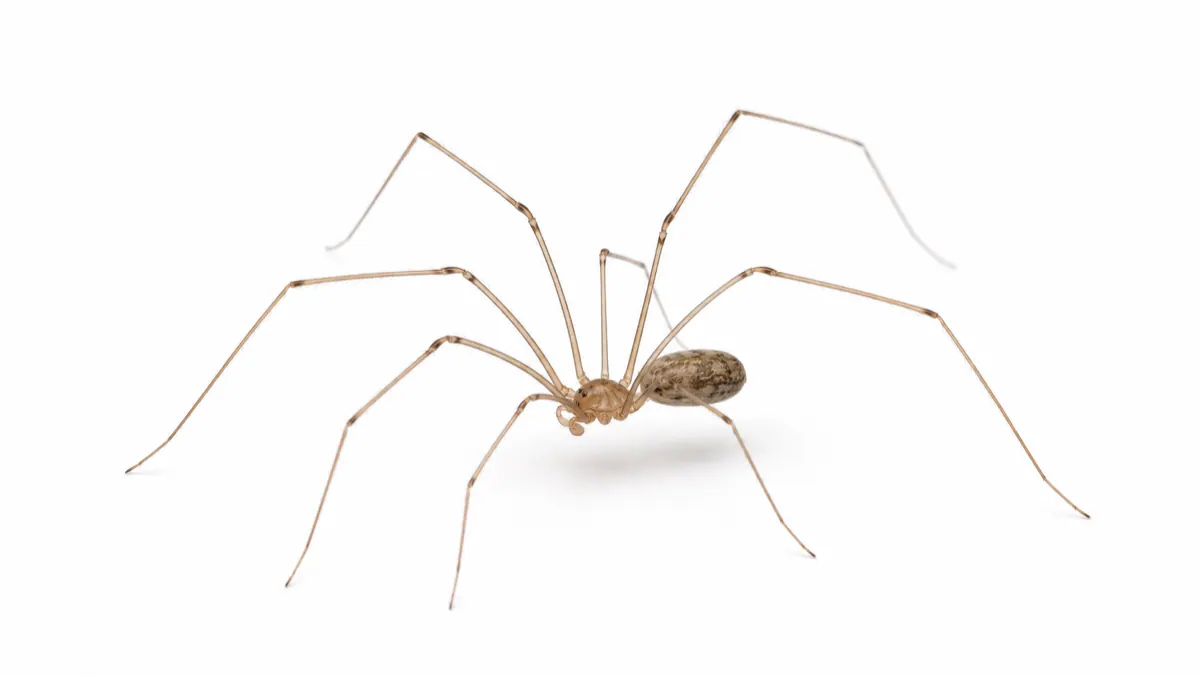Cellar Spider pest guide image