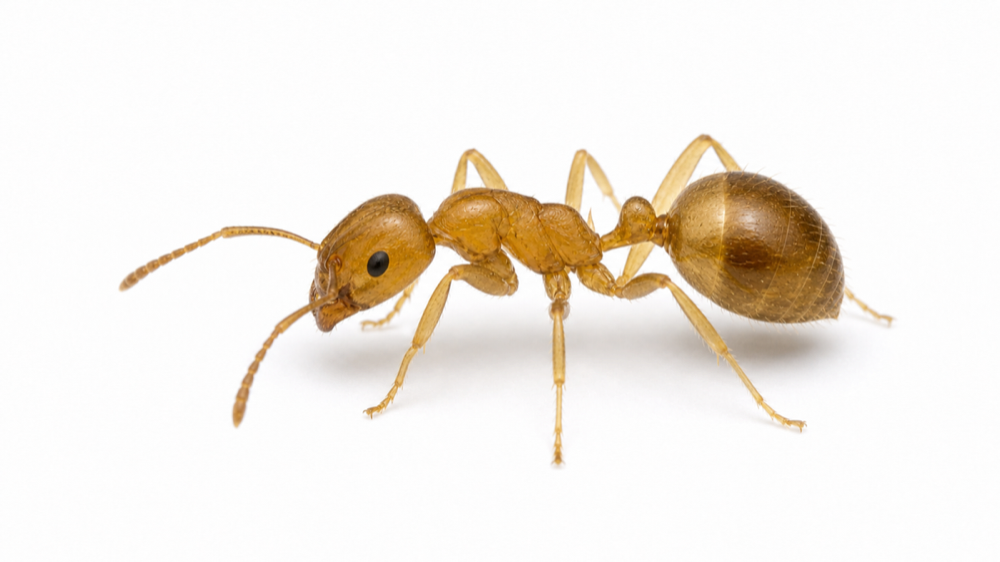 Citronella Ant pest identification image