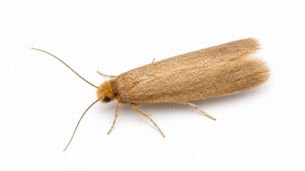 Clothes Moth pest guide image
