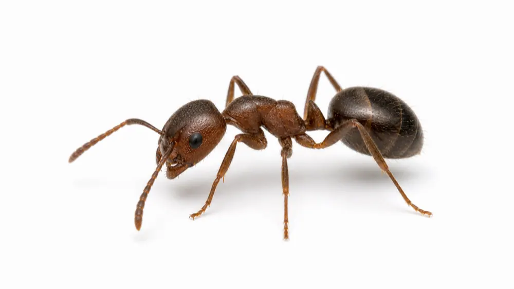 Cornfield Ant pest identification image