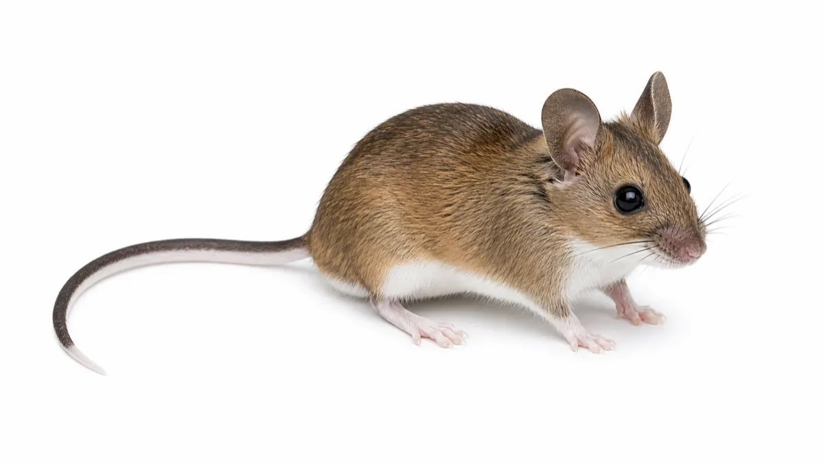 Deer Mouse comparison pest image