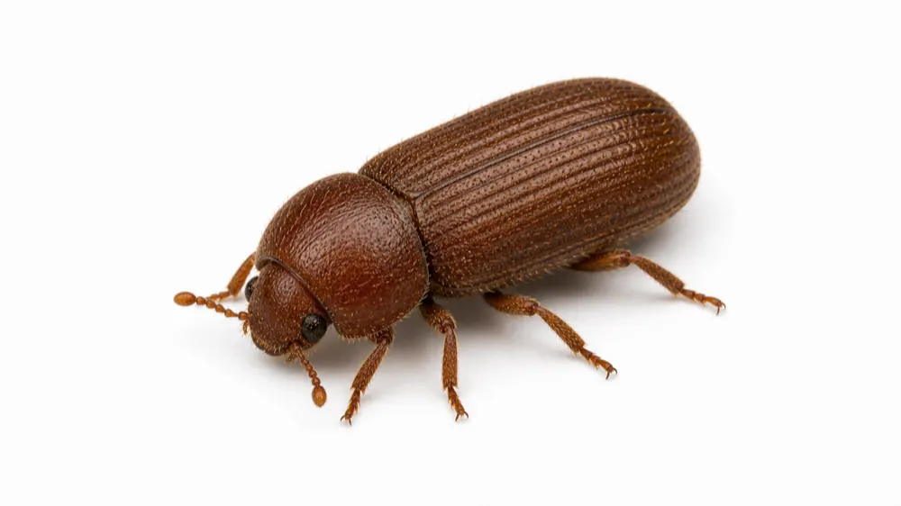 Drugstore Beetle pest identification image