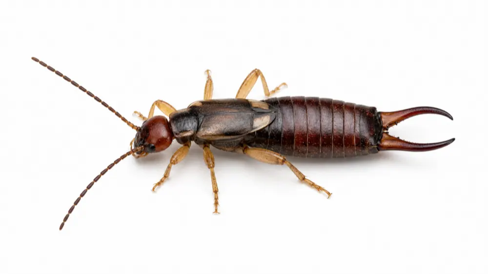 Earwig comparison pest image
