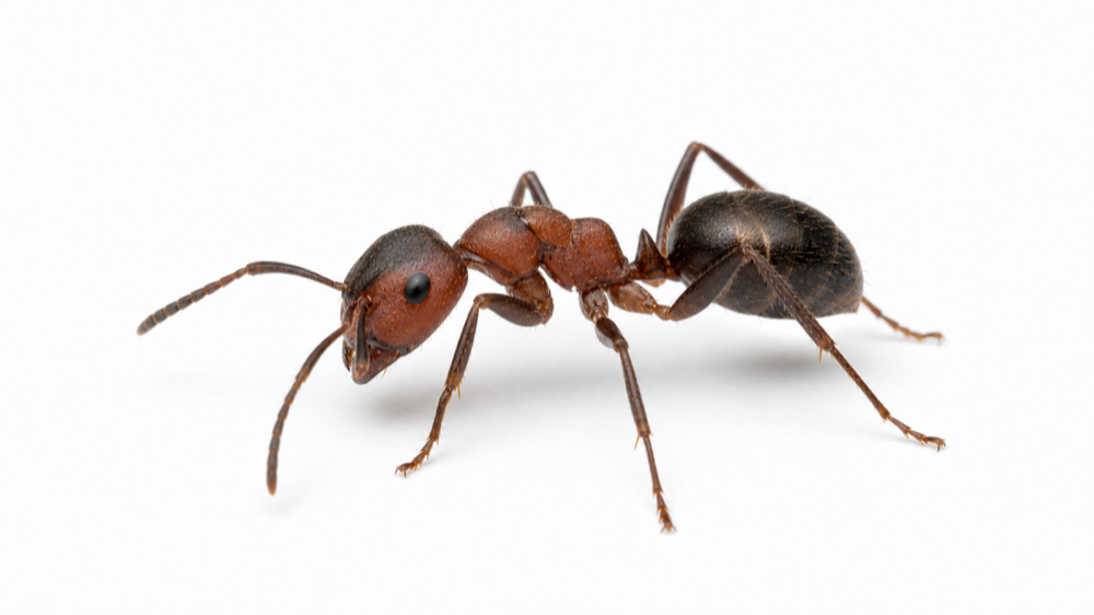 Field Ant macro pest image