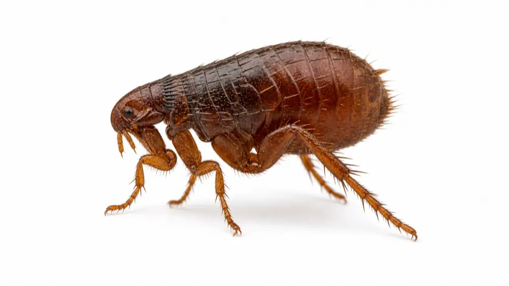 Flea pest guide image