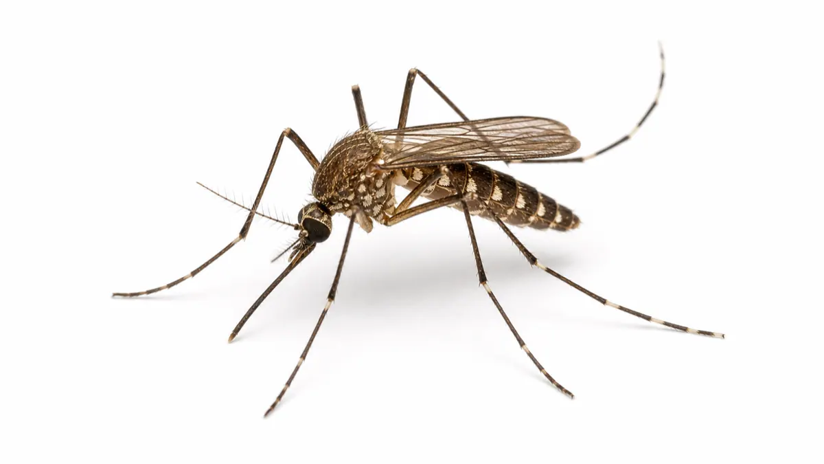 Floodwater Mosquito comparison pest image