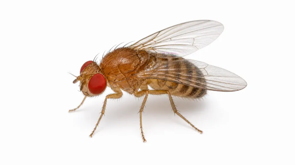 Fruit Fly macro pest image