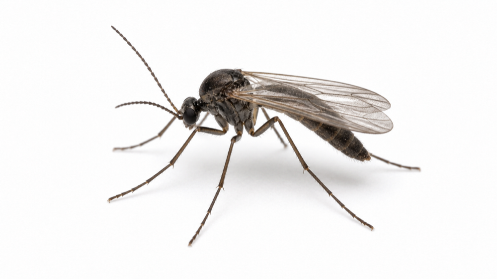 Fungus Gnat pest identification image