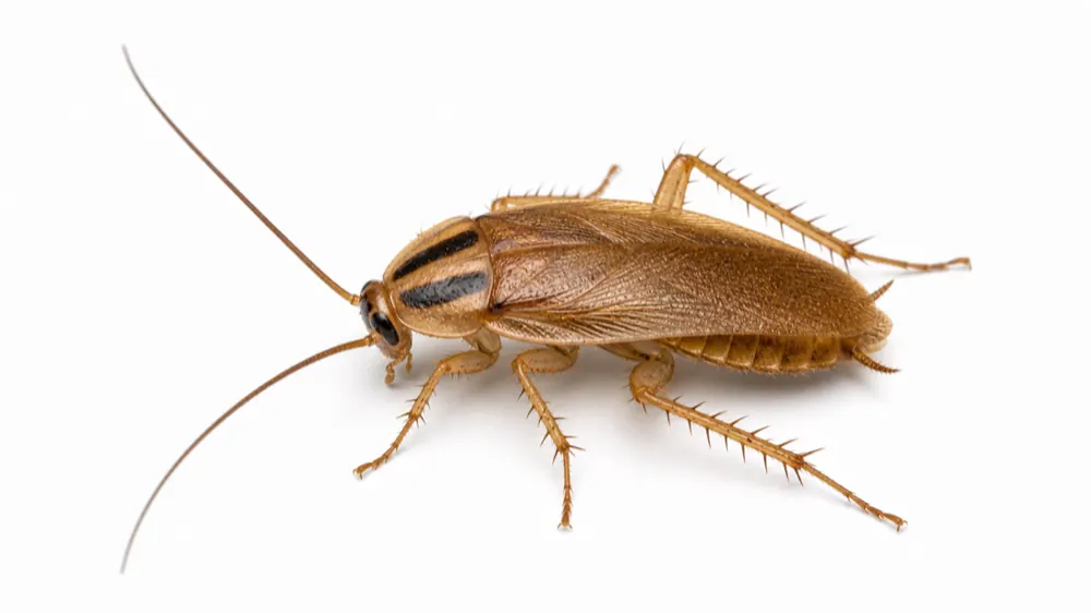 German Cockroach pest guide image