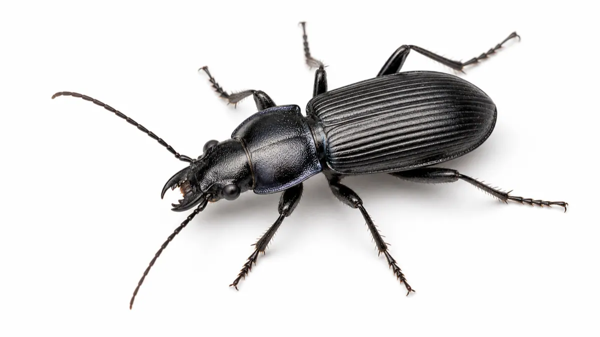 Ground Beetle pest guide image