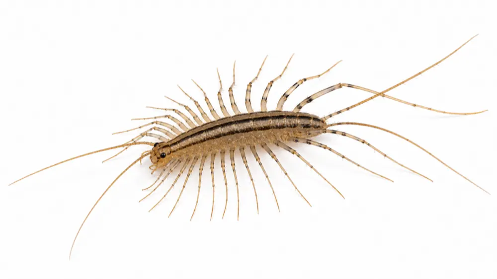House Centipede macro pest image
