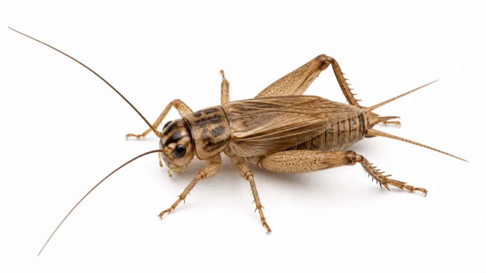 House Cricket pest identification image
