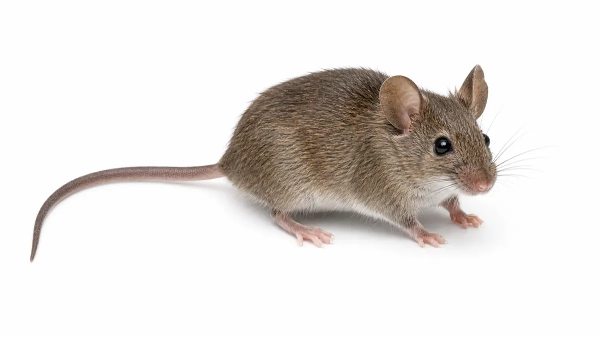 House mouse pest guide image