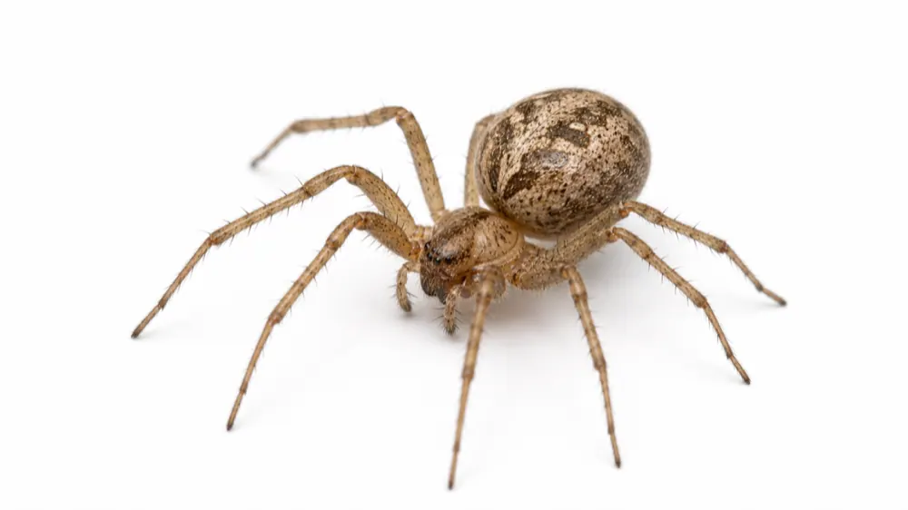 Common House Spider pest guide image