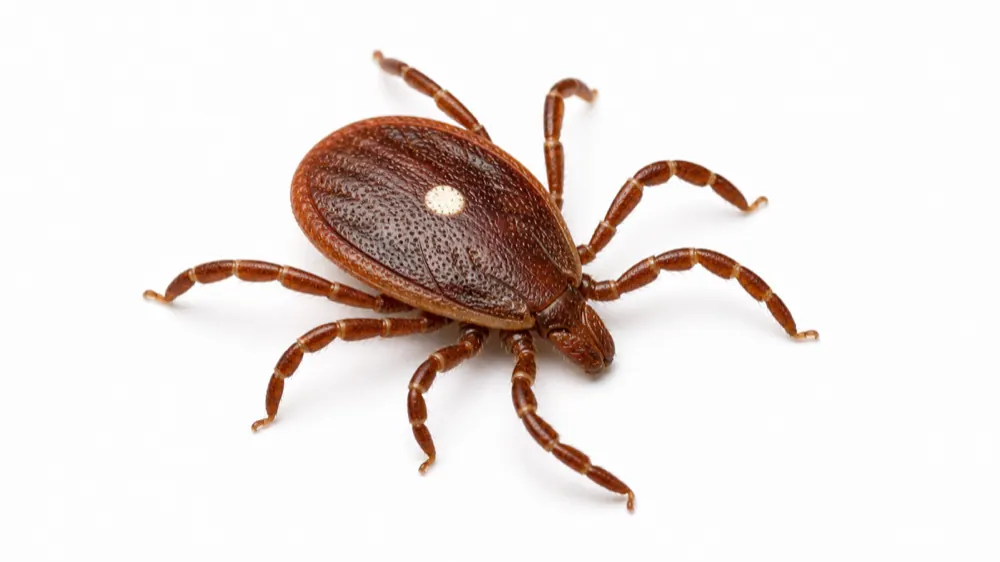Lone Star Tick macro pest image