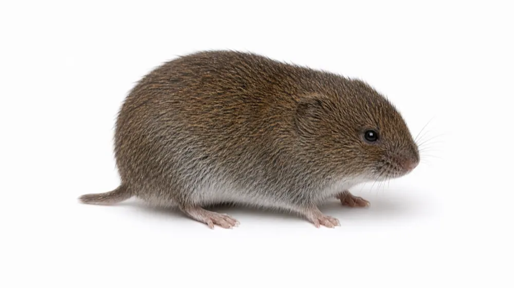 Meadow Vole pest guide image