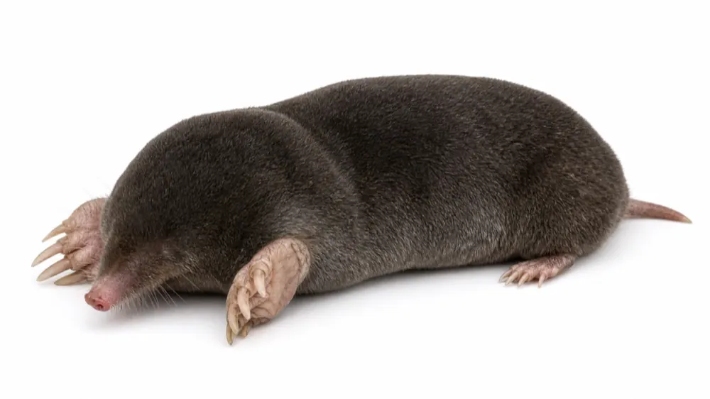 Mole macro pest image