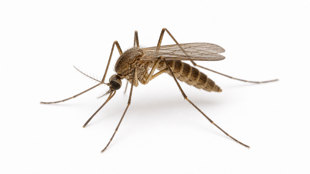 Northern House Mosquito pest guide image