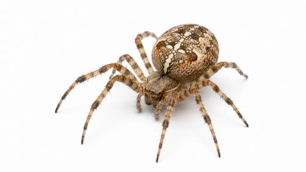 Orb-Weaver Spider macro pest image