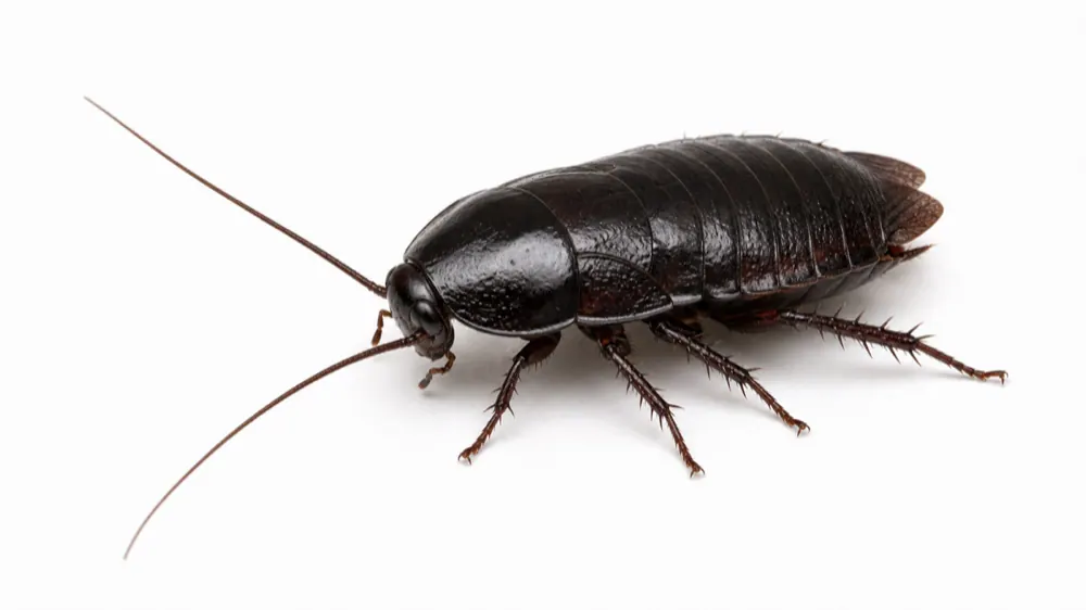 Oriental Cockroach pest guide image