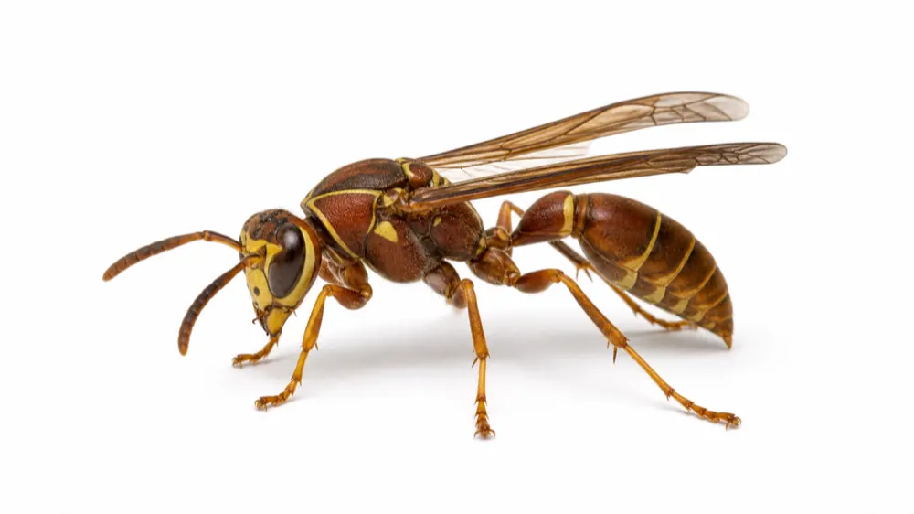 Paper Wasp pest guide image