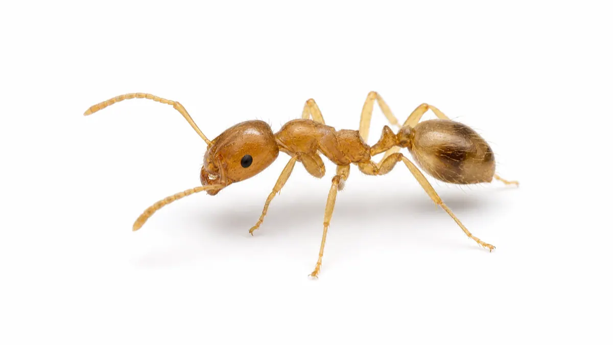 Pharaoh Ant pest guide image