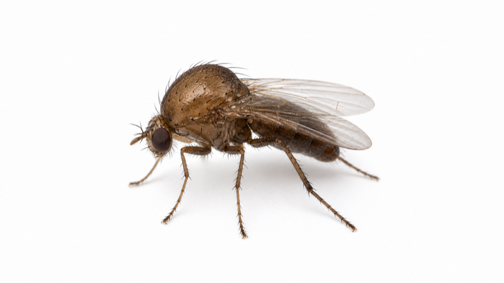 Phorid Fly macro pest image