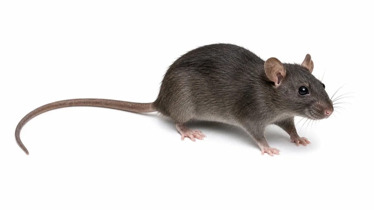 Roof Rat pest guide image