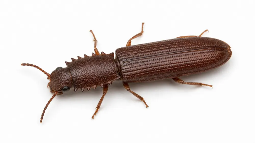 Sawtoothed Grain Beetle pest identification image