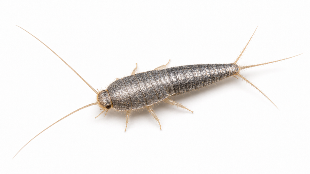 Silverfish pest guide image