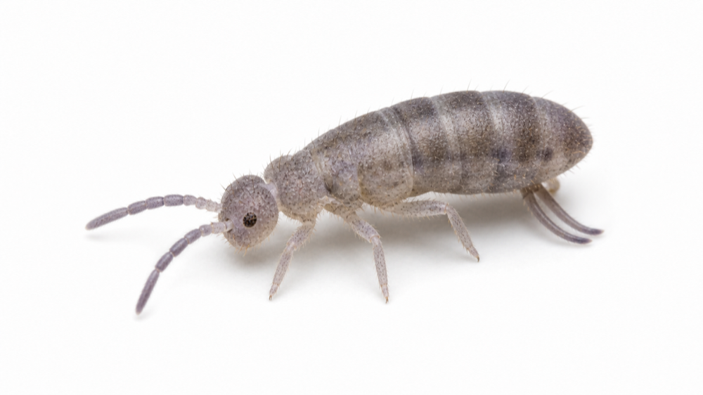 Springtail macro pest image