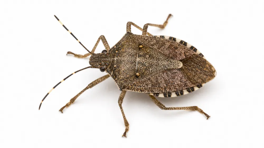 Brown Marmorated Stink Bug pest guide image