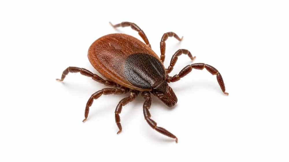 Tick pest guide image