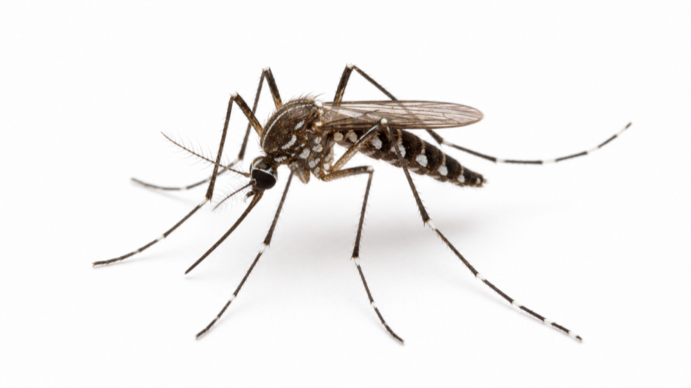 Tree Hole Mosquito pest guide image