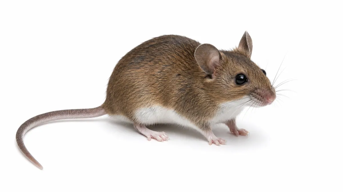 White-Footed Mouse comparison pest image