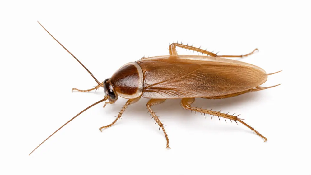 Pennsylvania Wood Cockroach macro pest image