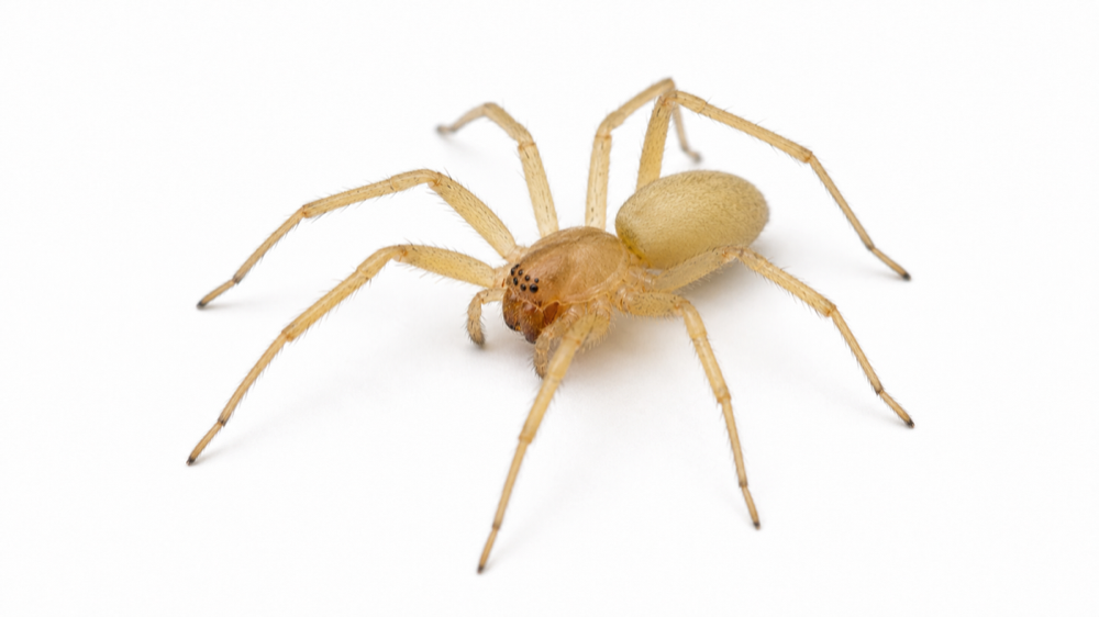 Yellow Sac Spider pest guide image